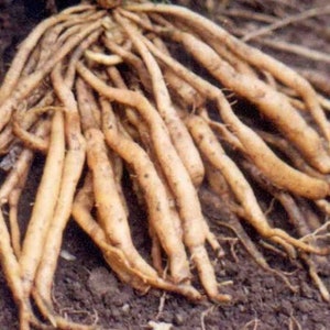 May include: A close-up of a cluster of light brown roots, likely from a plant, against a dark brown soil background.