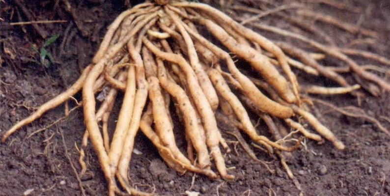 May include: A close-up of a cluster of light brown roots, likely from a plant, against a dark brown soil background.