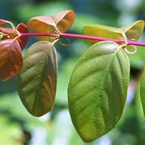 Gou Teng, Uncaria Rhynchophylla, Chinese Cat's Claw tincture image 4