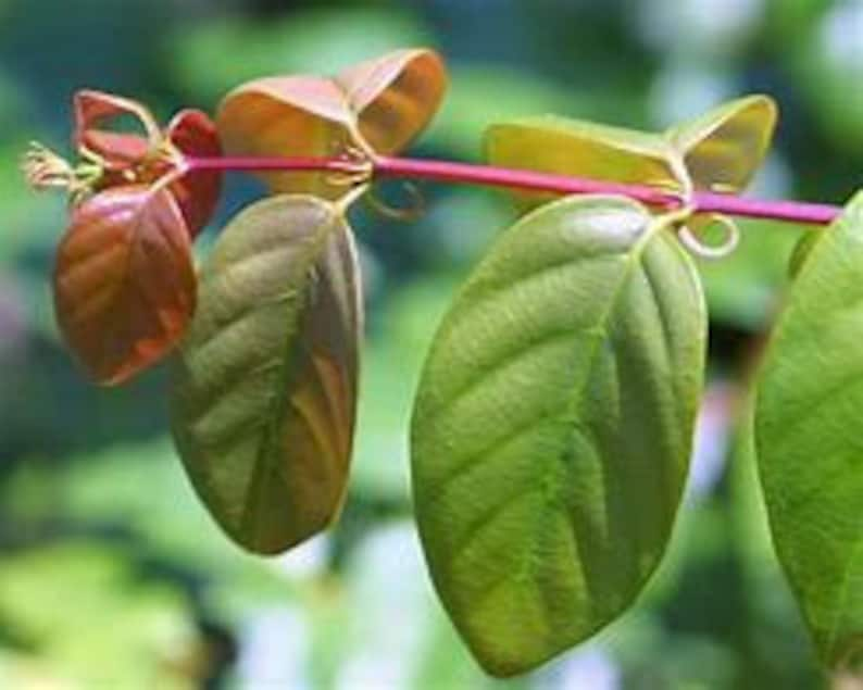 Gou Teng, Uncaria Rhynchophylla, Chinese Cat's Claw tincture image 4