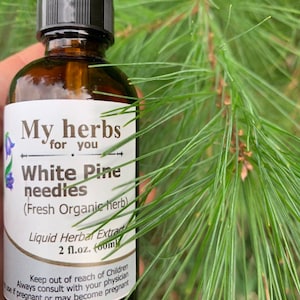 White Pine needles (FRESH ORGANIC) tincture