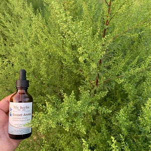 May include: A glass bottle with a dropper filled with a liquid herbal extract labeled "My herbs for you Sweet Annie (Artemisia annua) (FRESH Organic plant! Liquid Herbal 2 fl oz)".