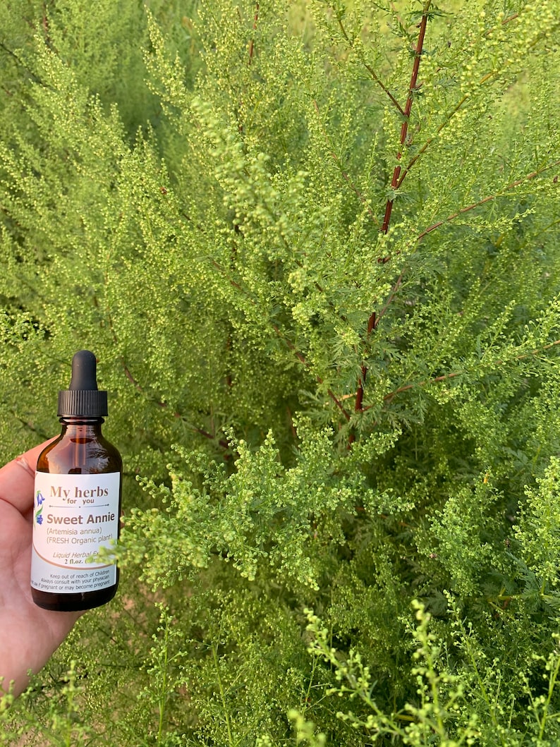 May include: A glass bottle with a dropper filled with a liquid herbal extract labeled "My herbs for you Sweet Annie (Artemisia annua) (FRESH Organic plant! Liquid Herbal 2 fl oz)".