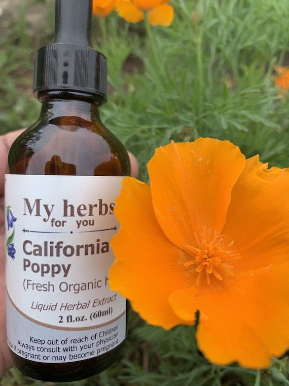 California poppy (FRESH Organic plant) tincture, Eschscholzia californica
