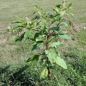 Poke Root tincture image 3