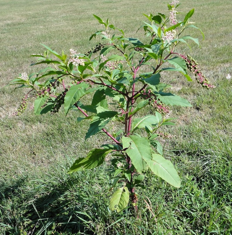 Poke Root tincture image 3