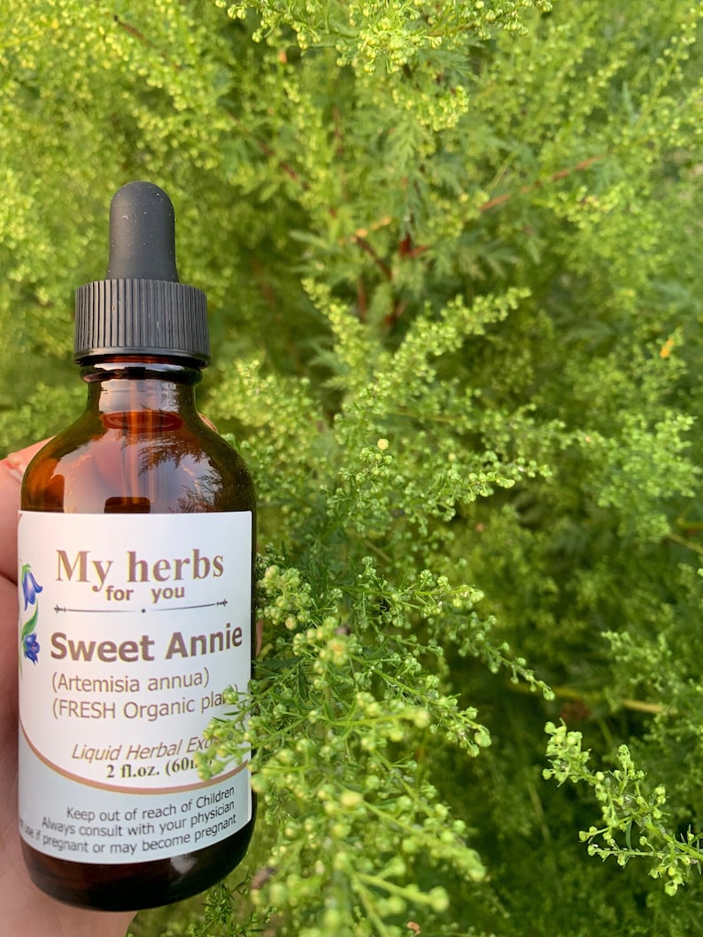 May include: A brown glass bottle with a dropper top, labeled "My herbs for you Sweet Annie (Artemisia annua) (FRESH Organic plant) Liquid Herbal Extract 2 fl.oz. (60ml)". Keep out of reach of Children Always consult with your physician if pregnant or may become pregnant."