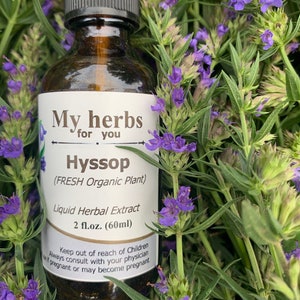 Hyssop FRESH Organic tincture, Hyssopus officinalis image 5