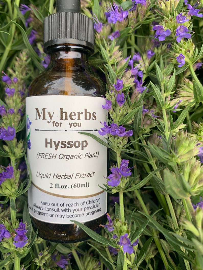 Hyssop FRESH Organic tincture, Hyssopus officinalis image 5