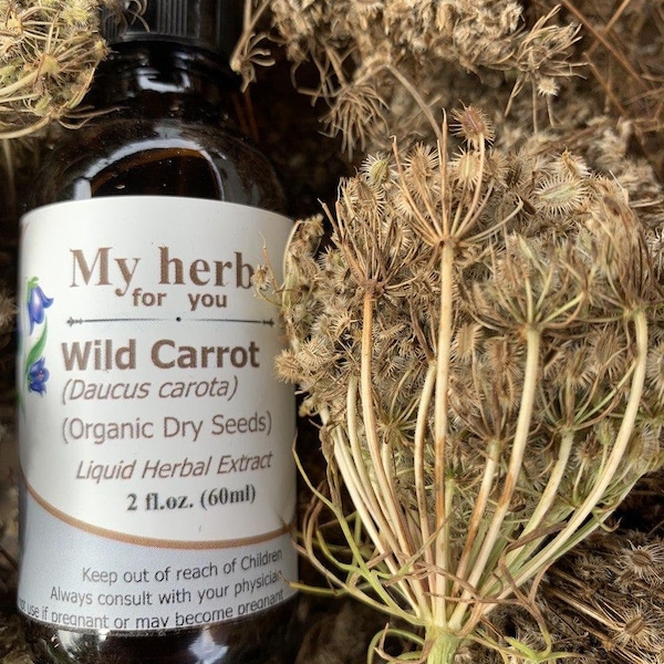 Wild Carrot SEED tincture, Organic Dry seeds! Daucus carota