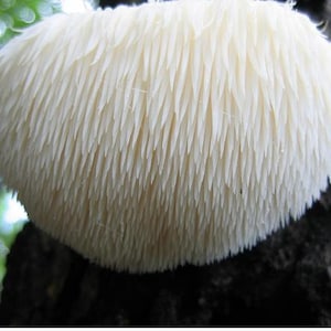 May include: A close-up of a white, spiky mushroom growing on a tree trunk. The mushroom has a soft, fuzzy texture and is shaped like a dome.