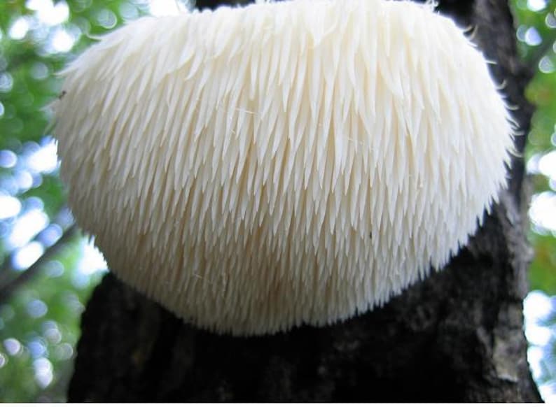 May include: A close-up of a white, spiky mushroom growing on a tree trunk. The mushroom has a soft, fuzzy texture and is shaped like a dome.