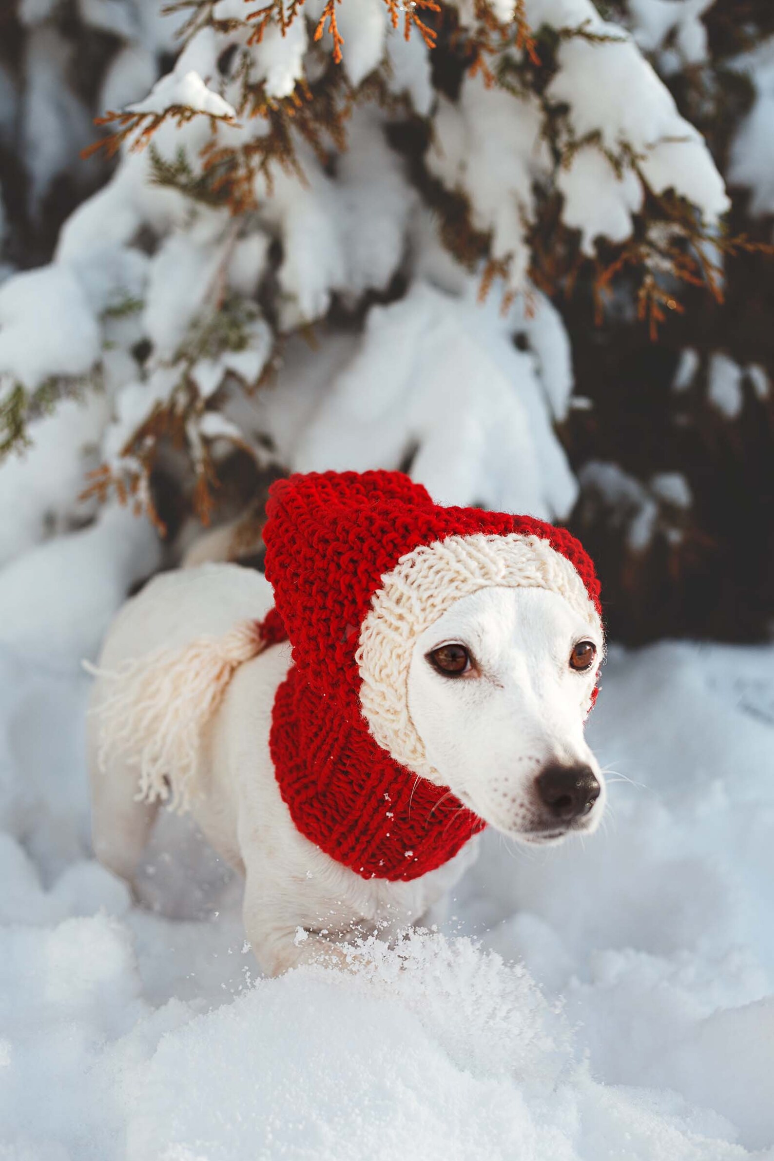 Christmas Dog Hat Knitting Pattern / Stepbystep Knit Etsy