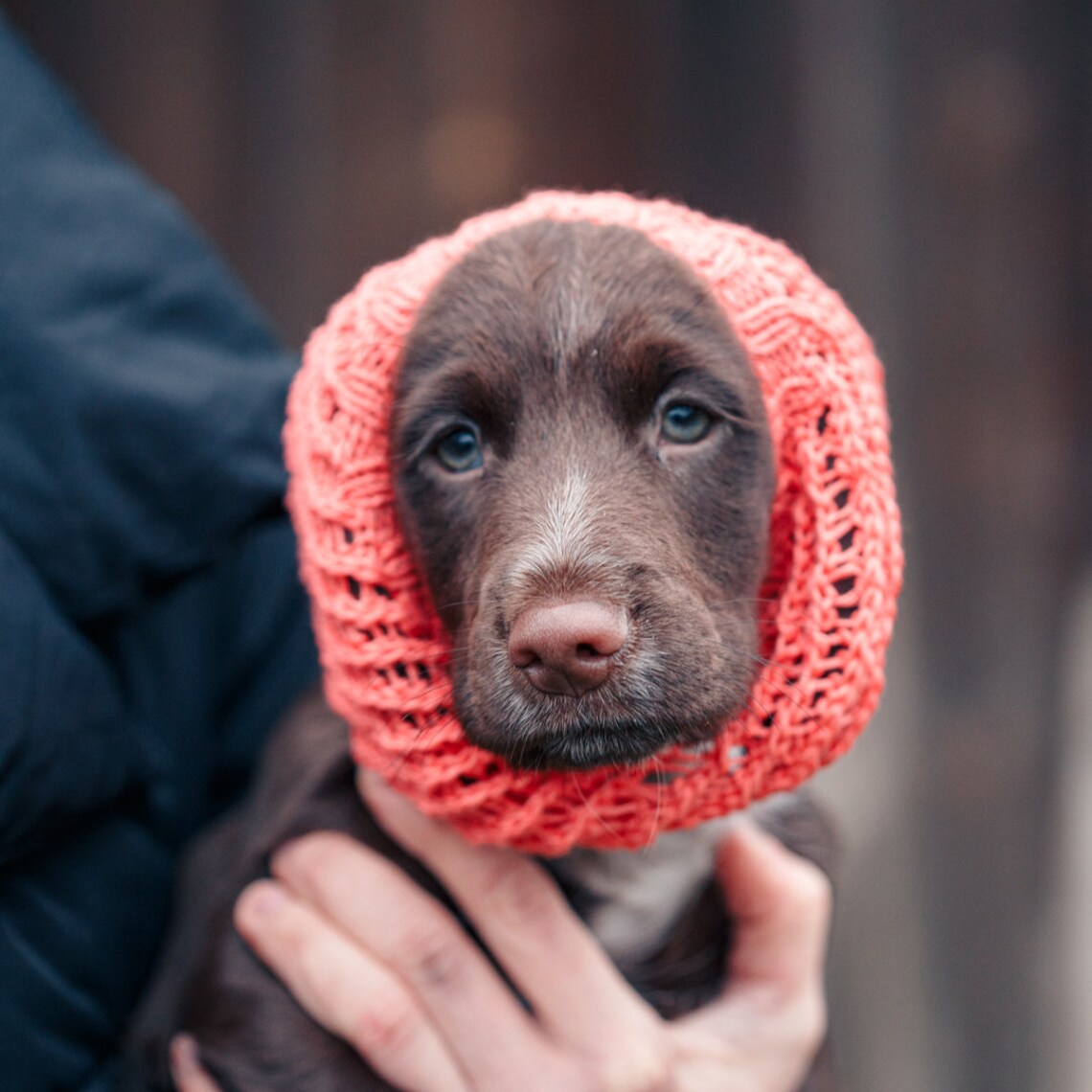 Lace dog snood knitting pattern / Indoors snood for dog / Etsy