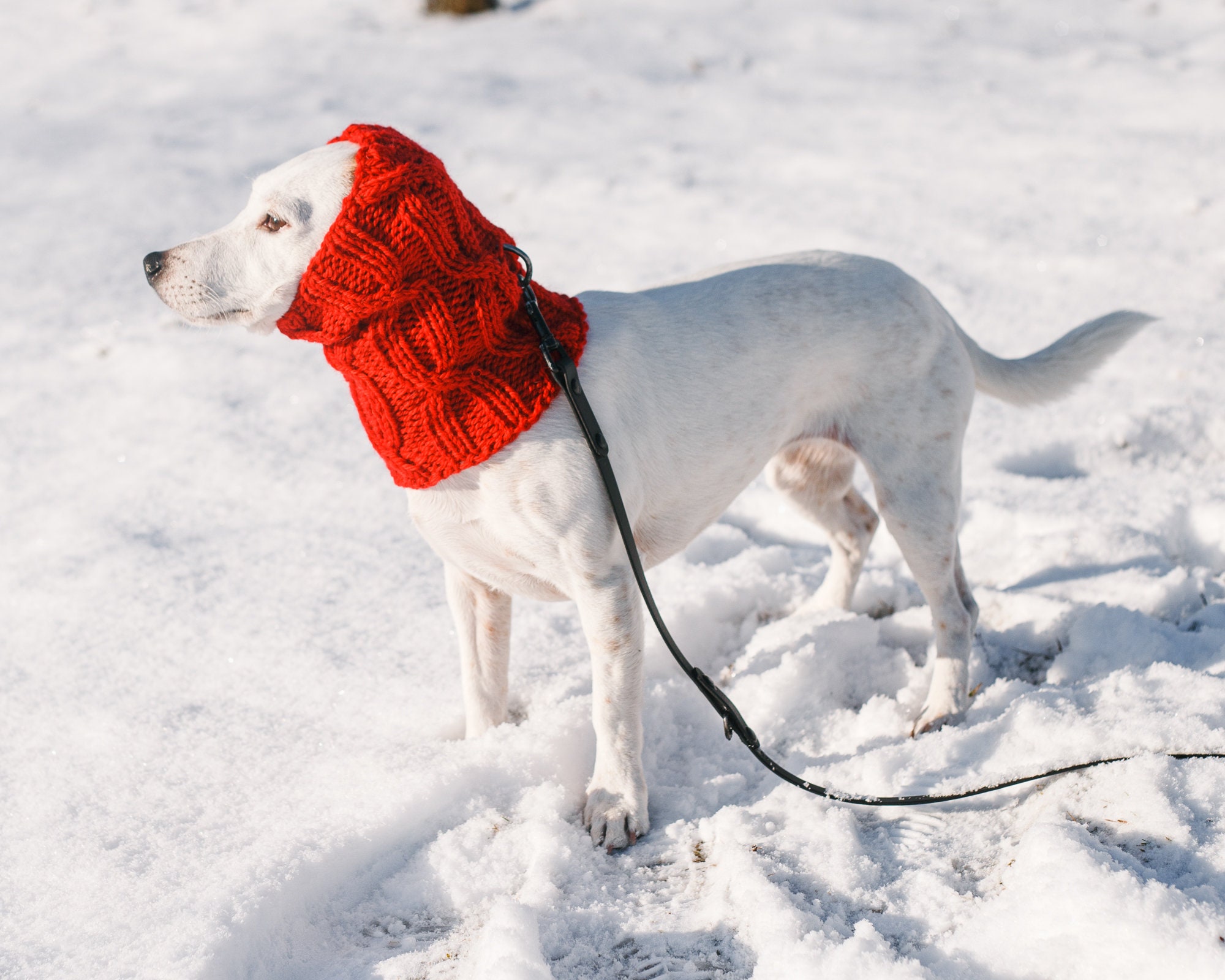 最適な材料 Dog Instructions Chart and Written Pattern/ Knitting Snood Clothing