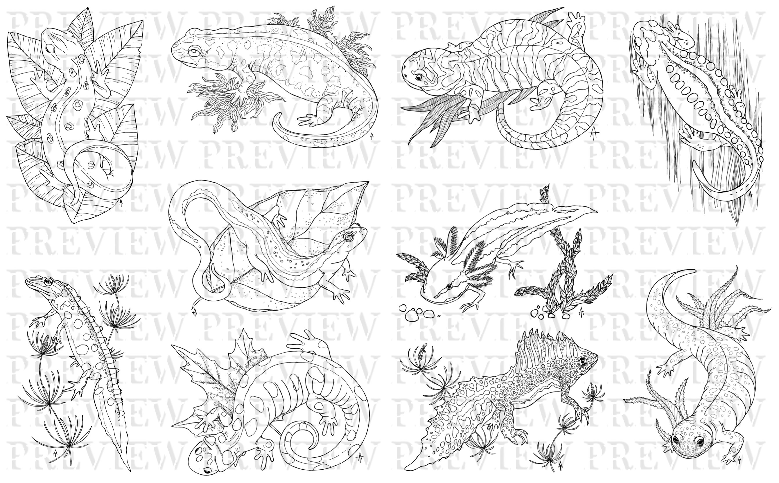 Newts and Salamanders 10 Printable Coloring Sheets - Etsy