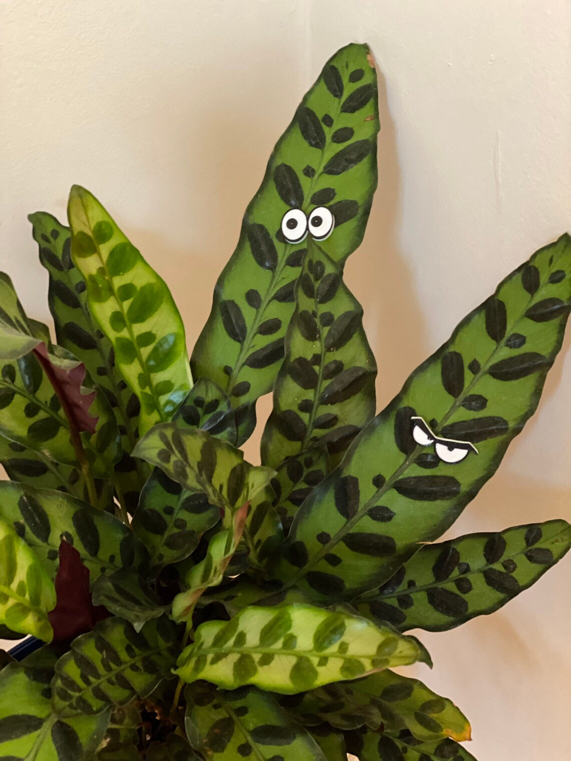 Set of Three Plant Mix and Match your favorites Etsy