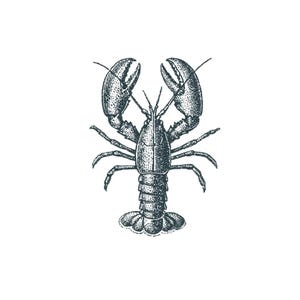 May include: A detailed black and white illustration of a lobster. The crustacean is depicted in a vintage style, with intricate linework defining its body, claws, and antennae. The lobster is centered against a plain white background.