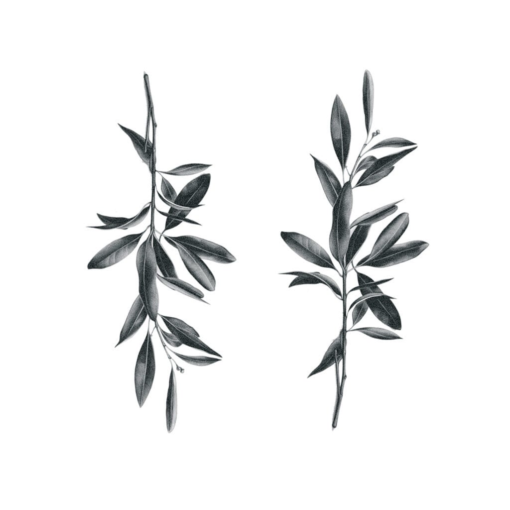 Ramas de Olivo Conjunto de 2 Tatuaje Temporal de Rama de Olivo