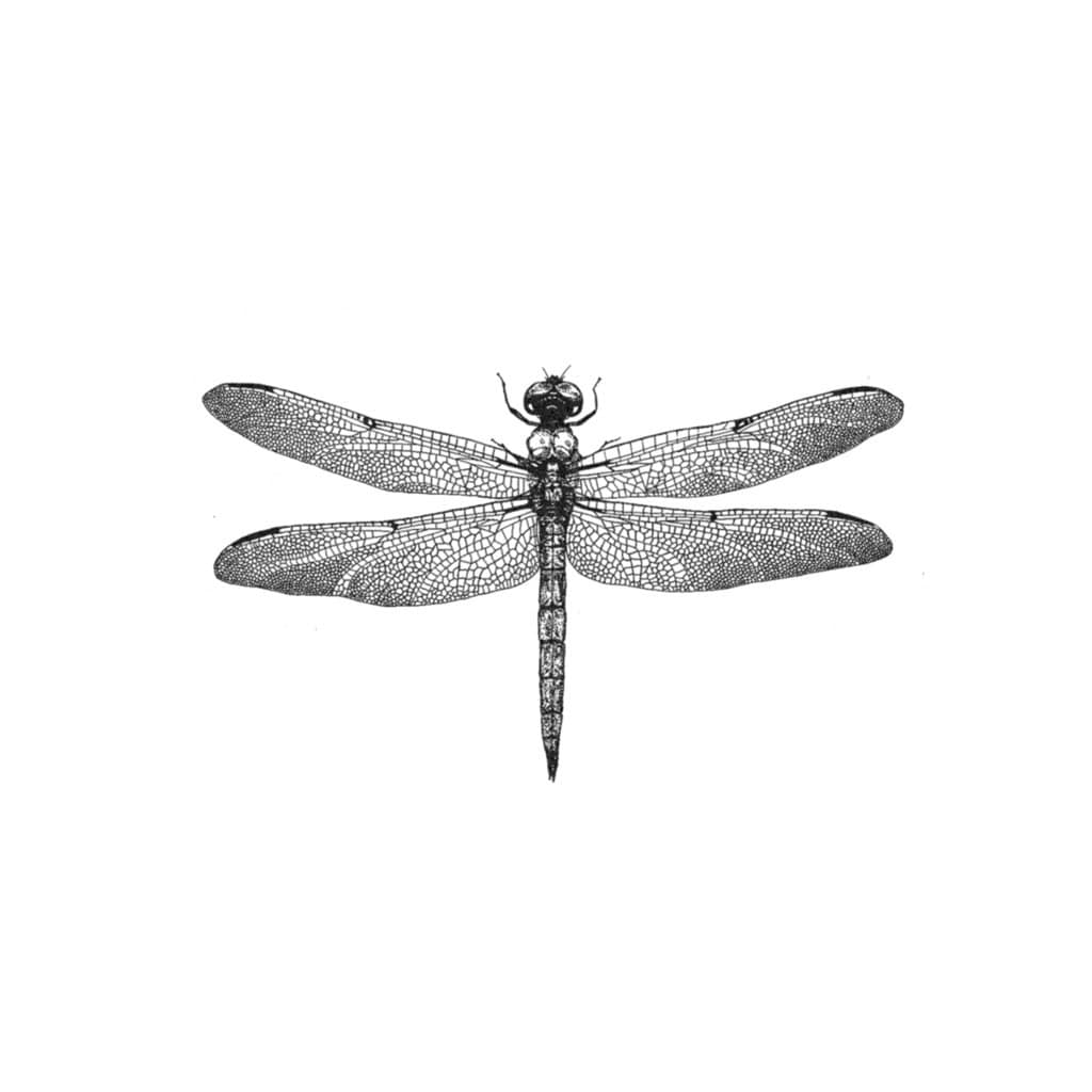 3D Dragonfly Temporary Tattoo by TattooMint on Etsy  Dragonfly tattoo Dragonfly  tattoo design Small dragonfly tattoo