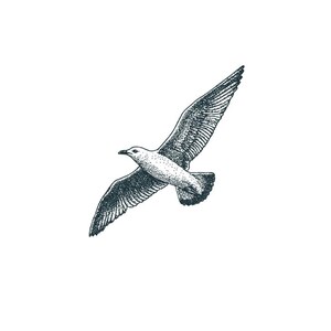 May include: A black and white illustration of a seagull in flight. The bird is depicted with its wings spread wide, showcasing detailed feather patterns. The artwork is set against a clean white background.