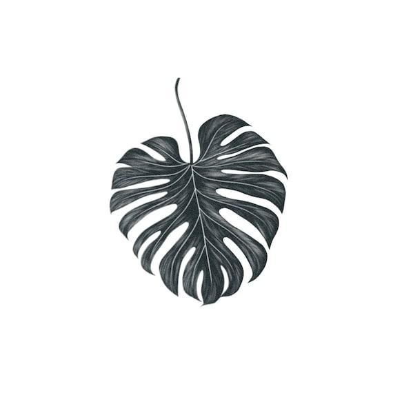 てち　超希少　本物　モンステラ　デリシオーサ　タトゥー　フィロデンドロン モンステラ・デリシオーサ 'Tatoo (タトゥー)' 成長記録・育て方