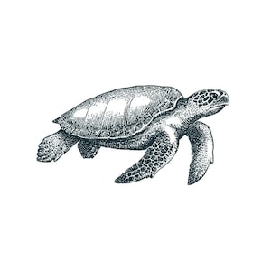 May include: A detailed black and white illustration of a sea turtle swimming. The turtle's shell is textured with intricate lines, and its flippers are extended. The artwork is set against a clean white background.