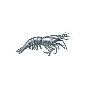 May include: A detailed black and white illustration of a shrimp, showcasing its segmented body, multiple legs, and antennae. The artwork has a vintage, engraved style, perfect for nautical or seafood-themed designs.