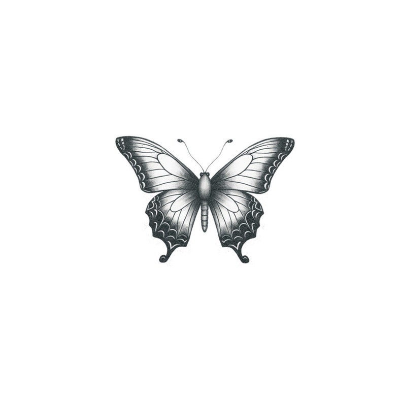 May include: A black and white butterfly with intricate wing patterns. The butterfly is drawn in a realistic style and has a delicate appearance.
