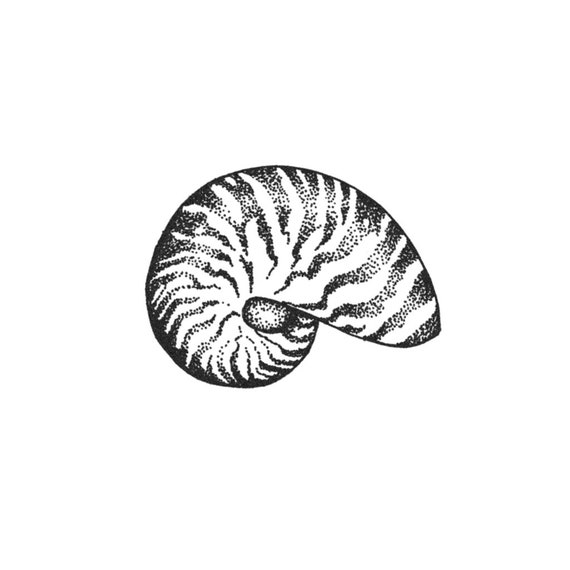 Nautilus Shell Nautilus Tattoo Nautilus Shell Tattoo Etsy