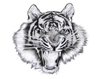 Angry tiger black and white tattoo illustration  CanStock