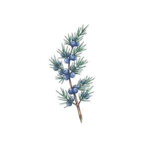 May include: Watercolor illustration of a juniper branch with blue berries and green needles. The branch is brown and the berries are a deep blue color. The needles are a light green color. The background is white.