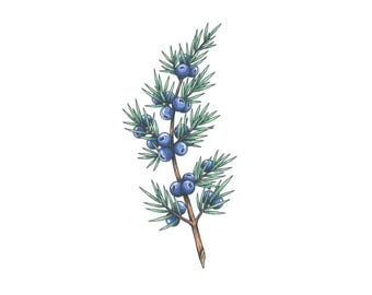 Juniper Tattoo - Juniper Temporary Tattoo / Juniperus Branch Realistic Tattoo / Cute Branch Cones Leaves Tattoo / Tattoos for Women