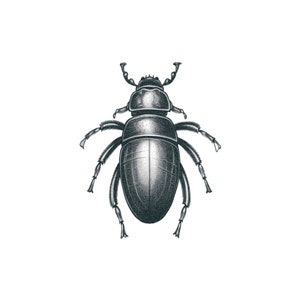 Puede incluir: Una ilustración en blanco y negro de un escarabajo con seis patas y un cuerpo redondeado.