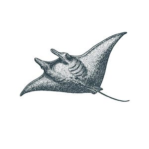 May include: A detailed black and white illustration of a manta ray, depicted in a stippling style. The ray is shown in profile, with its wings spread and tail trailing. The image is set against a clean white background.