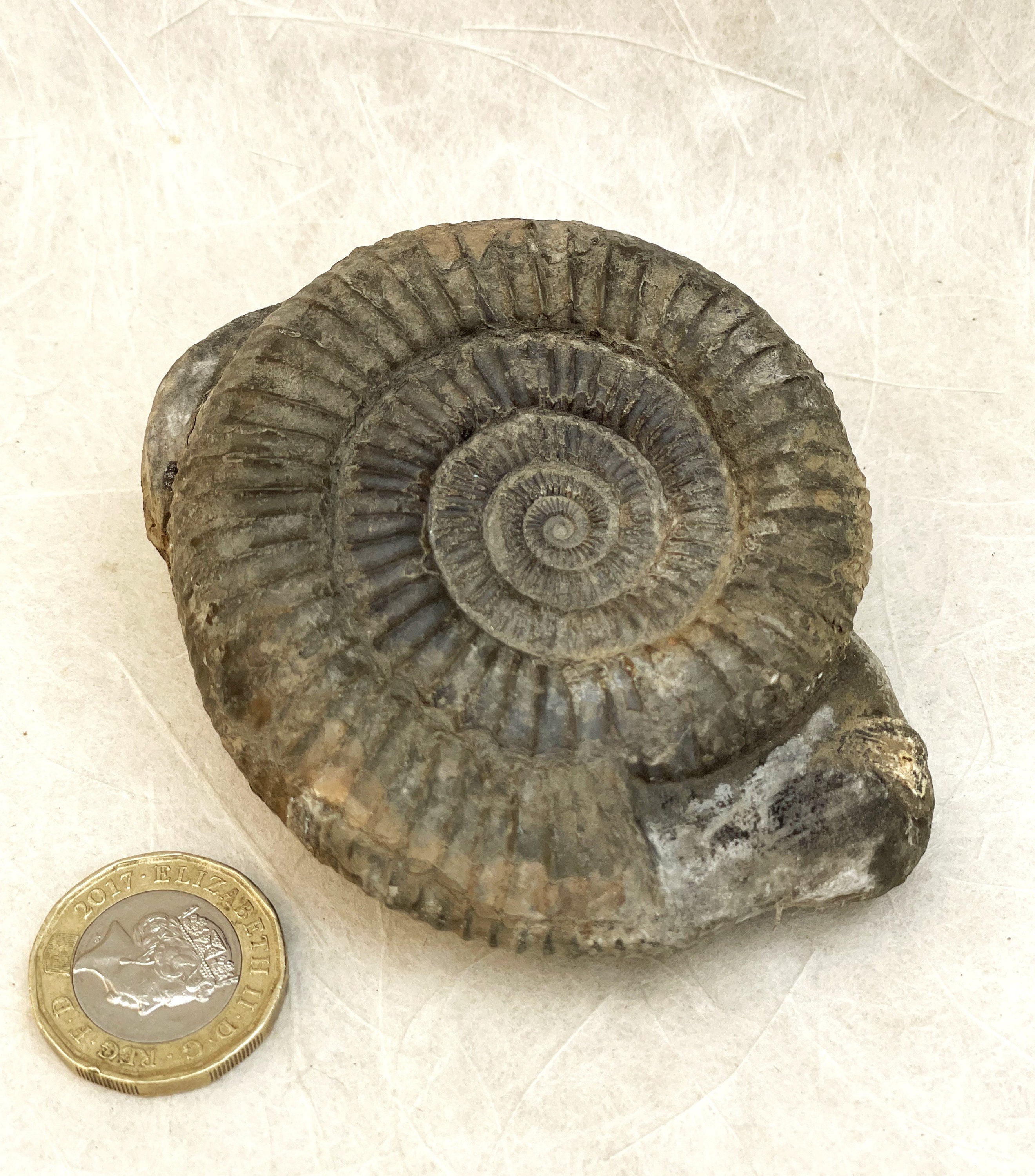 Yorkshire Jurassic Ammonite Dactylioceras Sp. Whitby Coast UK - Etsy