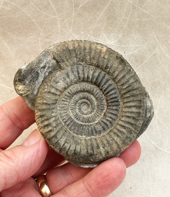 Yorkshire Jurassic Ammonite Dactylioceras Sp. Whitby Coast UK - Etsy