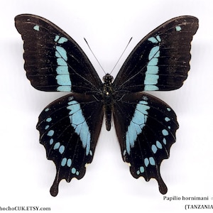 Papilio hornimani (male) - Unmounted/Wing closed Real Butterfly specimen(s)