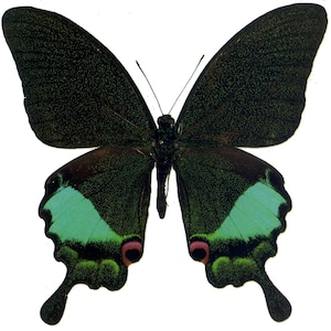 Paquete de 5 ejemplares de Papilio karna (machos A1) - SIN MONTAR/CON ALA CERRADA. Ejemplares de mariposas reales