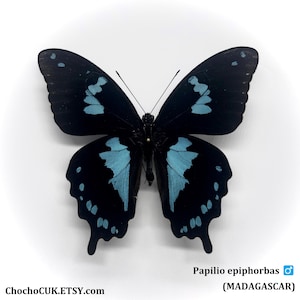 Papilio epiphorbas (male) - Unmounted/Wing closed Real Butterfly specimen(s)