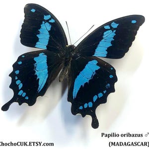Papilio oribazus (male) - Unmounted/Wing closed Real Butterfly specimen(s)