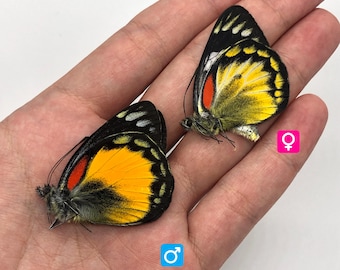Delias oraia bratana (A1 Quality) - UNMOUNTED/WING CLOSED Real Butterfly specimen(s)