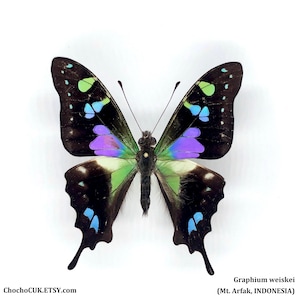 Graphium weiskei (male) - UNMOUNTED/WING CLOSED Real Butterfly specimen(s)