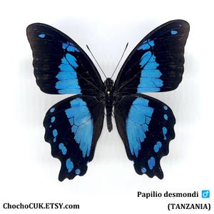 ¡OFERTA EXTRA! Papilio desmondi (macho) - Ejemplar(es) de mariposa real sin montar/con alas cerradas