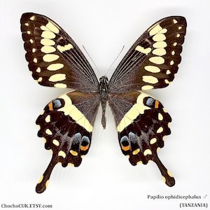 Papilio ophidicephalus (male) - Unmounted/Wing closed Real Butterfly specimen(s)