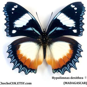 Hypolimnas dexithea - Unmounted/Wing closed Real Butterfly specimen(s)