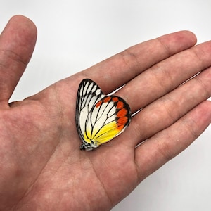 1 pieza de Delias hyparete (A1 macho/hembra) - SIN MONTAR/ALA CERRADA Ejemplar(es) de mariposa real