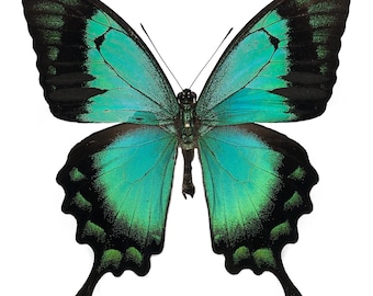1 pc x Papilio lorquinianus ssp. albertisi (A1 male) - UNMOUNTED/WING CLOSED Real Butterfly specimen(s)
