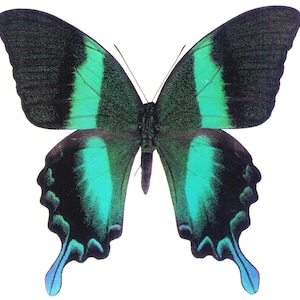 1 pieza de Papilio blumei (macho) - SIN MONTAR/ALA CERRADA Ejemplar de mariposa real