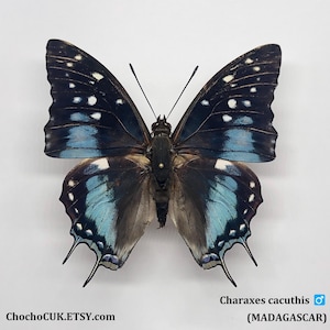 Charaxes cacuthis ( male A- ) - Unmounted/Wing closed Real Butterfly specimen(s)